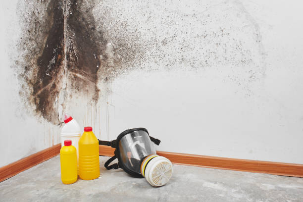 Best Crawl Space Mold Remediation in Enoch, UT