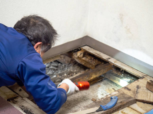 Best Residential Mold Remediation in Enoch, UT