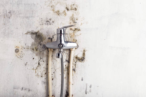 Best Post-Flood Mold Remediation in Enoch, UT