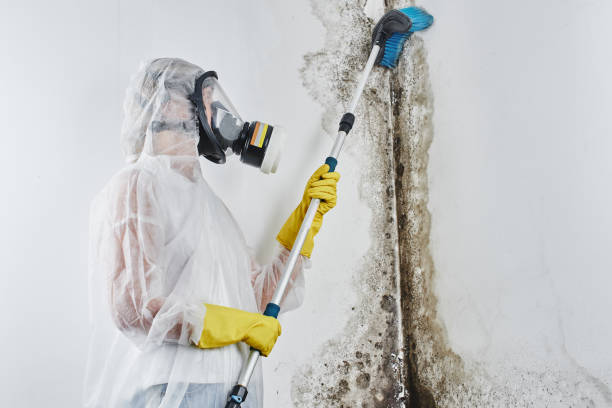 Best Residential Mold Remediation in Enoch, UT