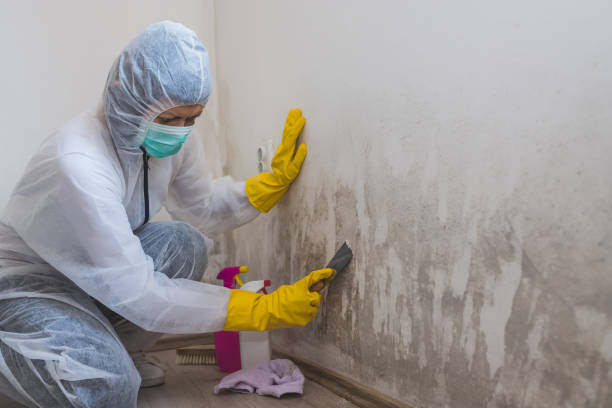 Best Black Mold Remediation in Enoch, UT