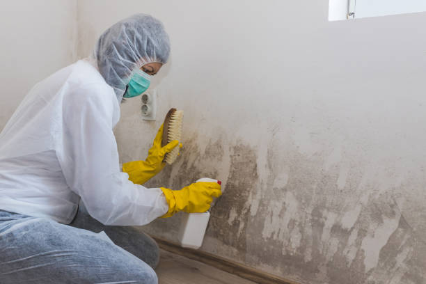 Best Bathroom Mold Remediation in Enoch, UT