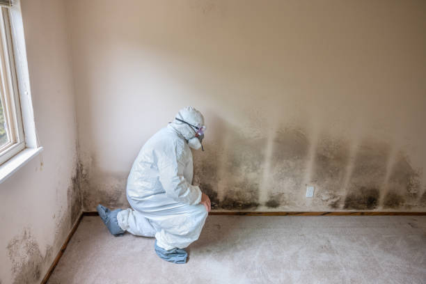 Best Industrial Mold Remediation in Enoch, UT