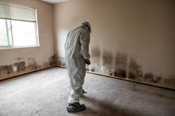 Best Mold Testing and Inspection Services in Enoch, UT