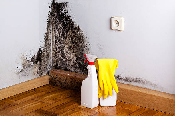 Best DIY Mold Remediation Support Services in Enoch, UT