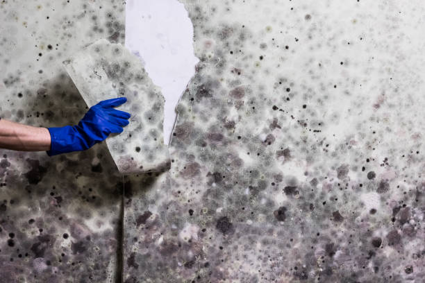 Best DIY Mold Remediation Support Services in Enoch, UT